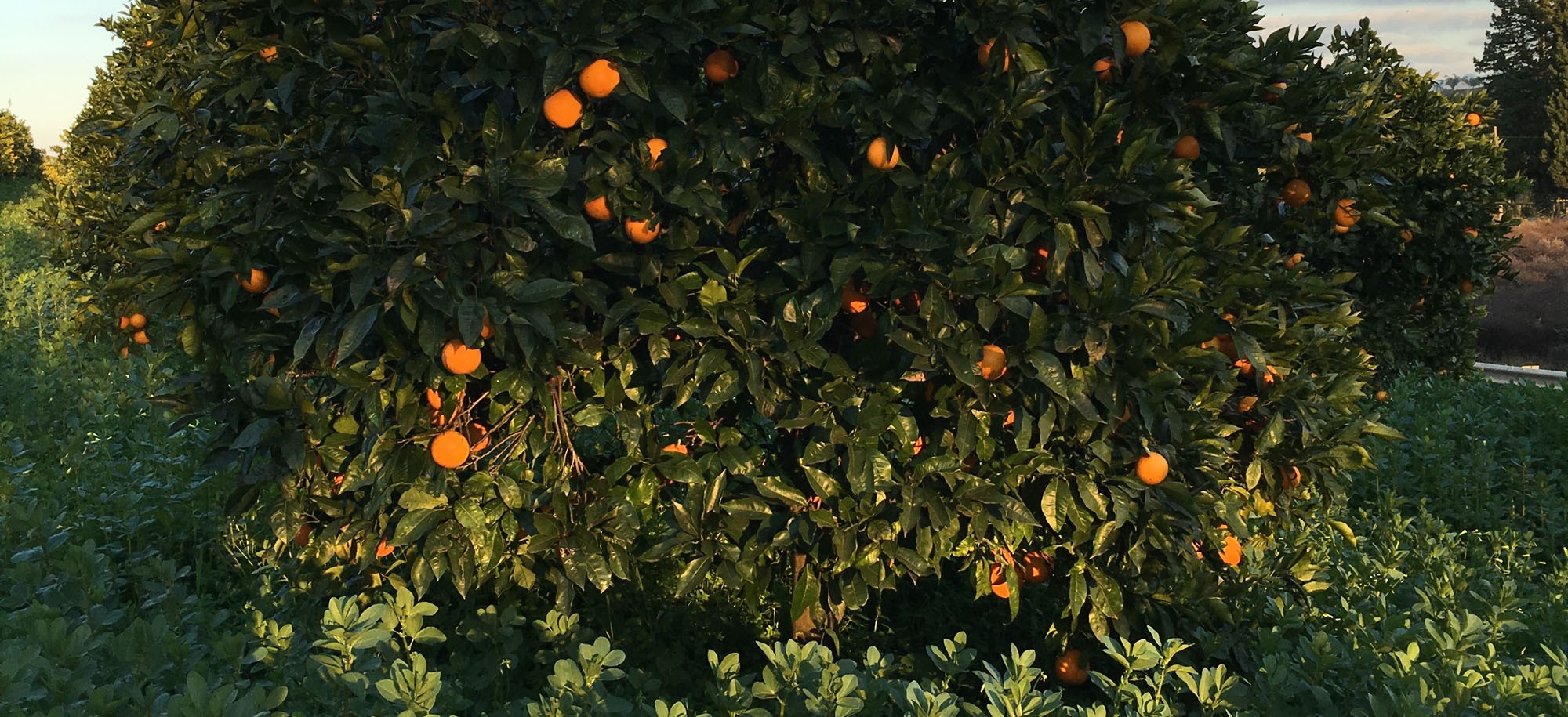 vera arancia calabrese bio biologiche biologico tarocco navel novelino novellino gallo GAS gruppo di acquisto solidale grillo verde calabria