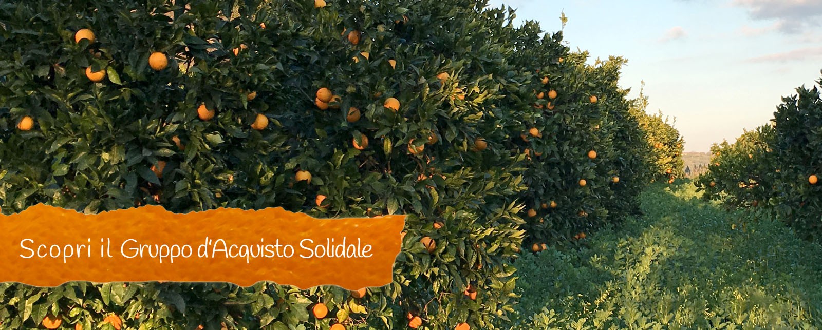 vera arancia calabrese bio biologiche biologico tarocco navel novelino novellino gallo GAS gruppo di acquisto solidale grillo verde calabria